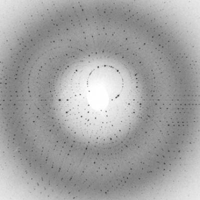 Photosynthetic Reaction