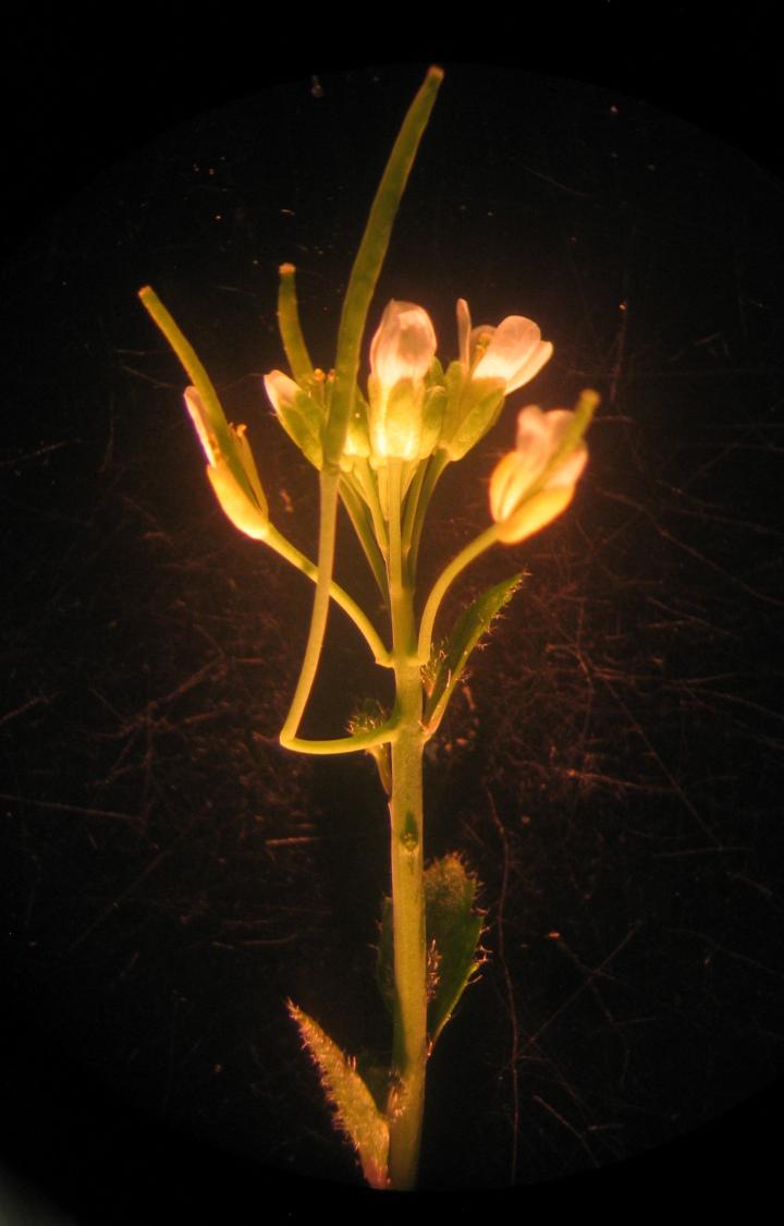 Cantil in <em>Arabidopsis</em> Mutant