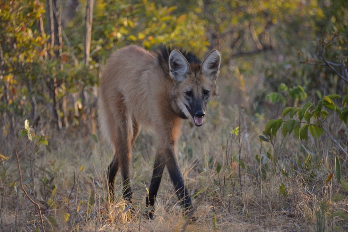South American maned wolf