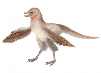 Reconstruction of <I>Eosinopteryx</I>