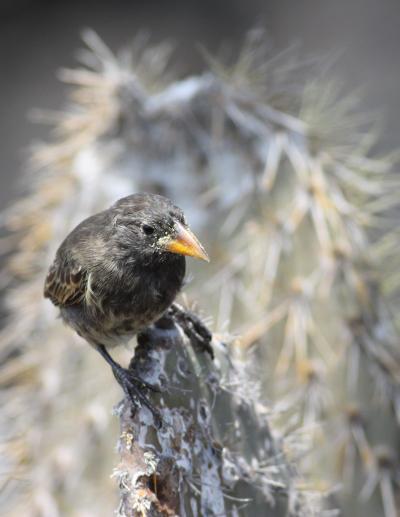 <i>Geospiza Scandens</i>