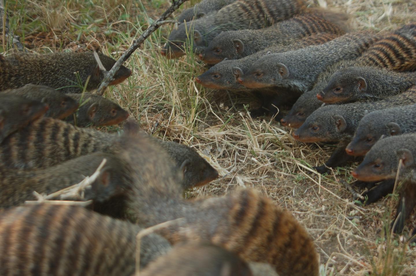 Banded Mongooses Fighting