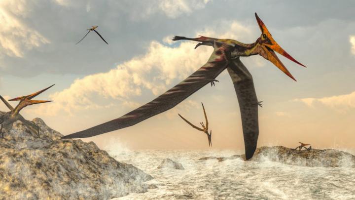 Pteranodon