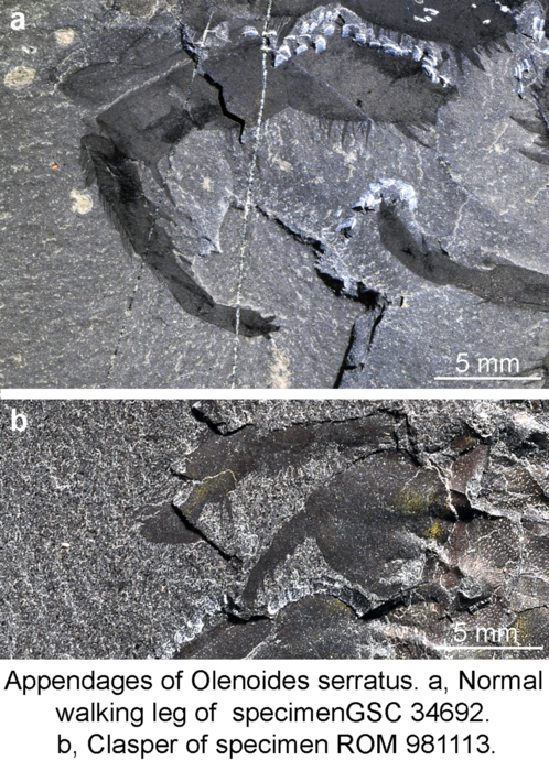 Trilobite appendages