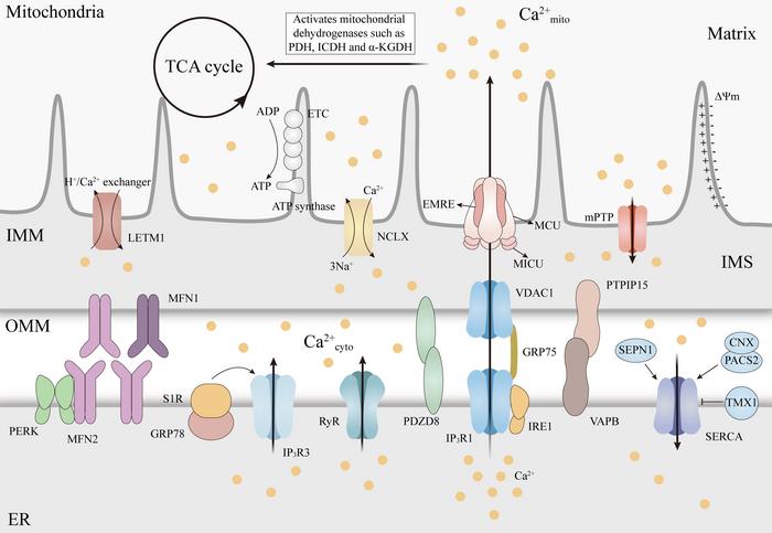 Decoding the influence of mitochondrial Ca2+ regulation on neurodegenerative disease progression.