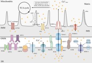 Decoding the influence of mitochondrial Ca2+ regulation on neurodegenerative disease progression.