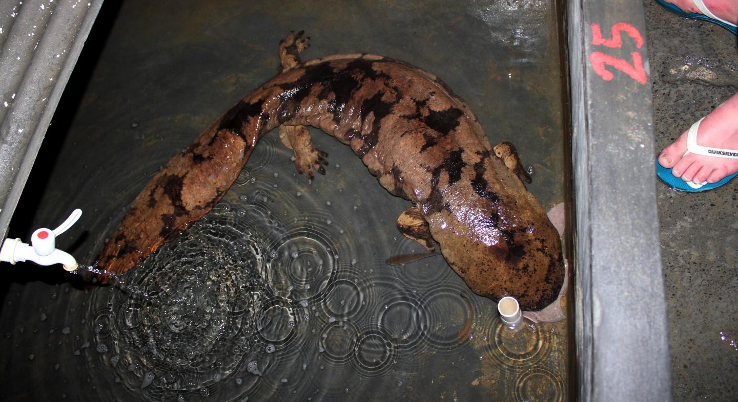 Chinese Giant Salamander