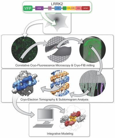 The In Situ Structure of Parkinson's Disease-Linked LRRK2