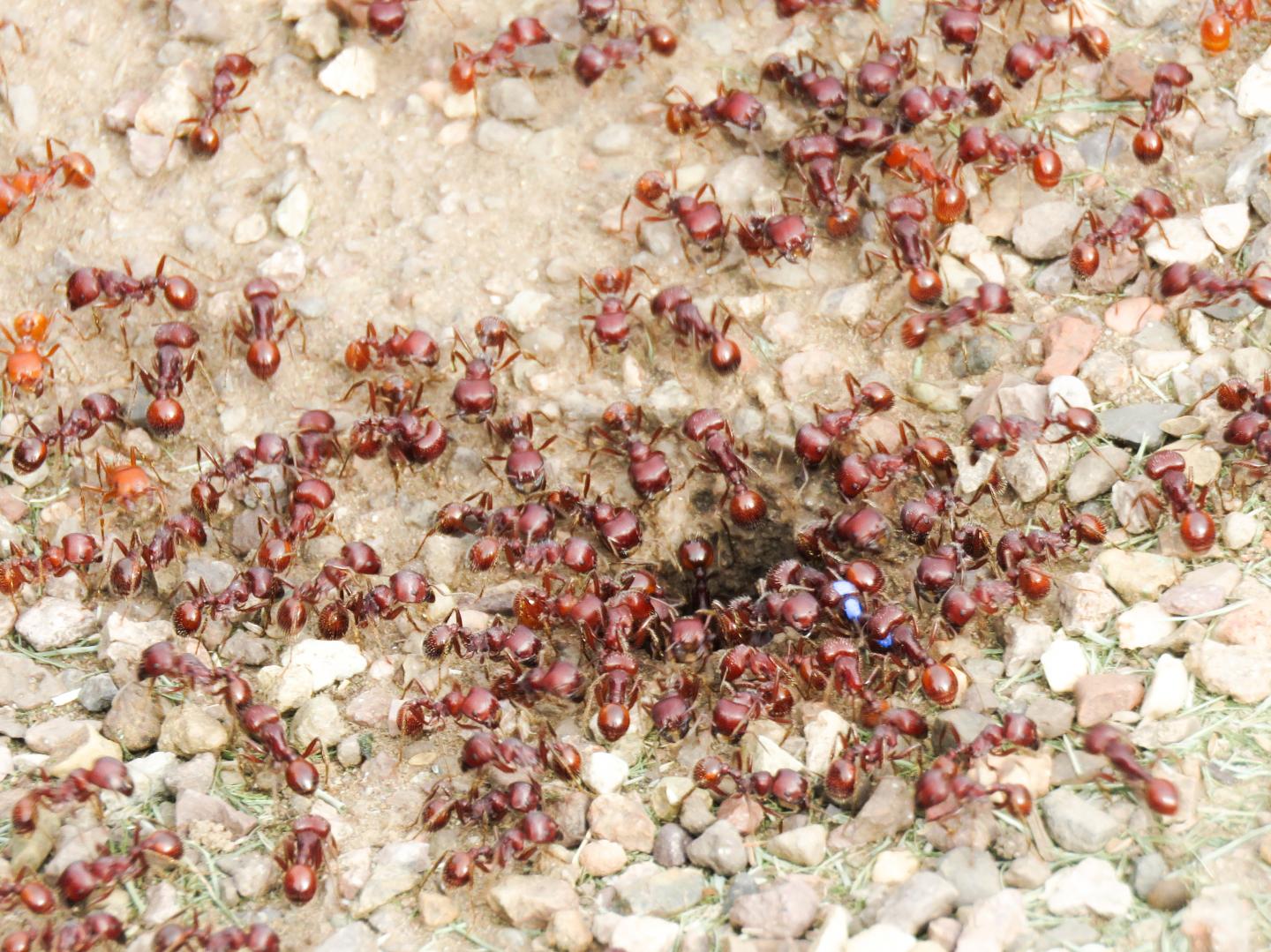Ant Colony