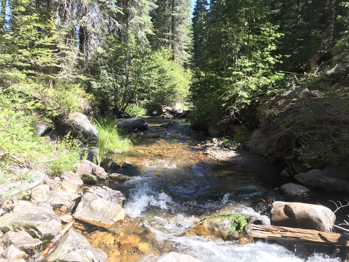 Trout Creek, O. mykiss calisulat habitat