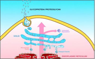 The Golgi Organelle