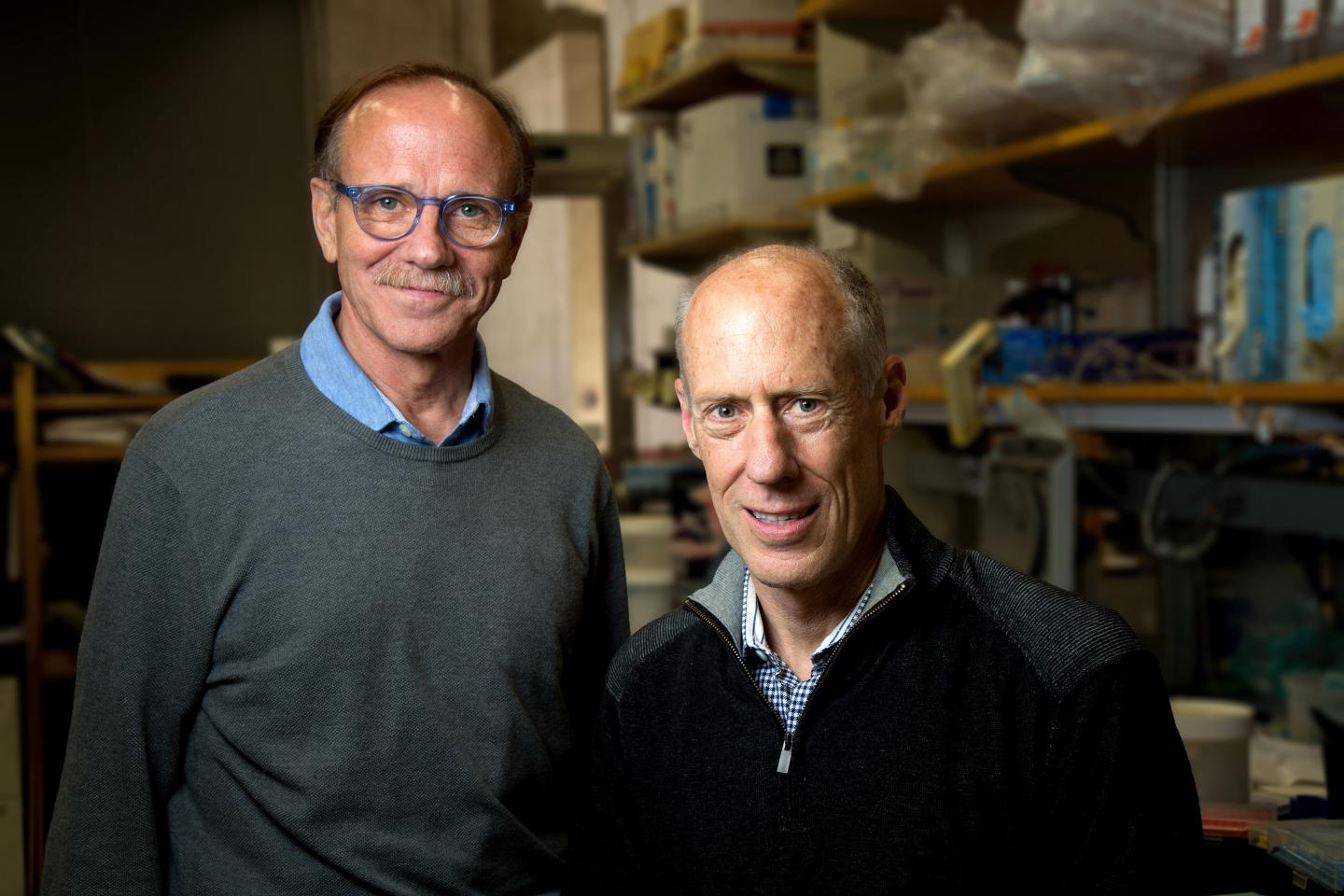 Salk and UC San Diego Scientists Conducted Vast Microglia Survey