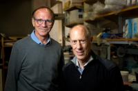 Salk and UC San Diego Scientists Conducted Vast Microglia Survey