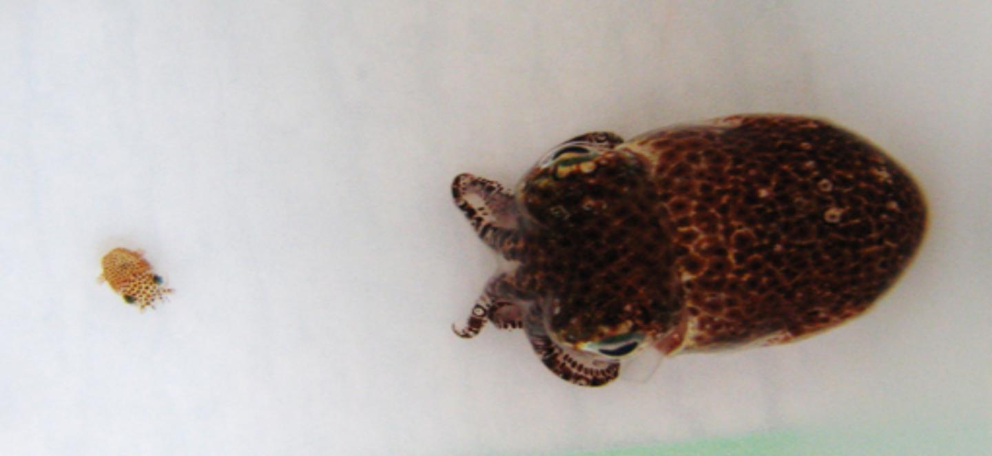 Hawaiian bobtail squid