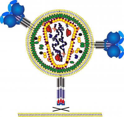 New Drug Blocks Anchoring of HIV to Host Cells (1 of 2)