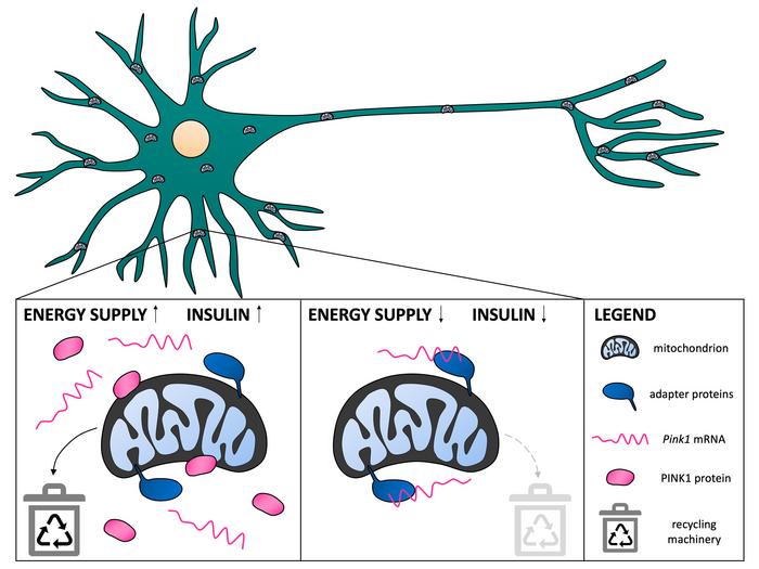 Recycling of mitochondria