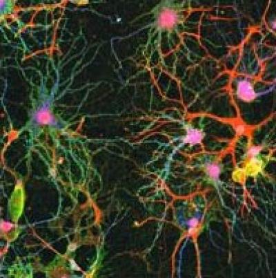 Neuronal Connections