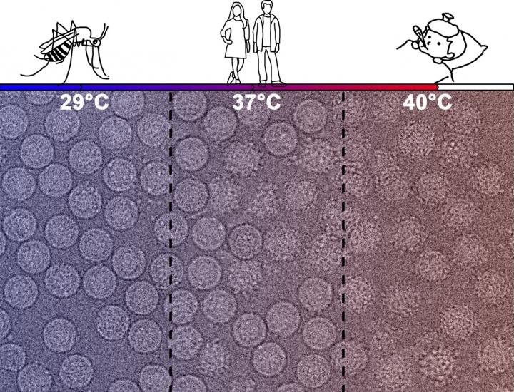 Micrographs of DENV2