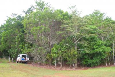 Restoration Planting