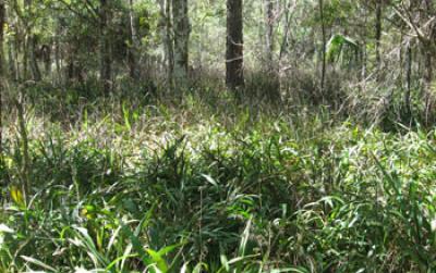 Cerulean Flax Lily in Highlands Hammock State Park in Florida