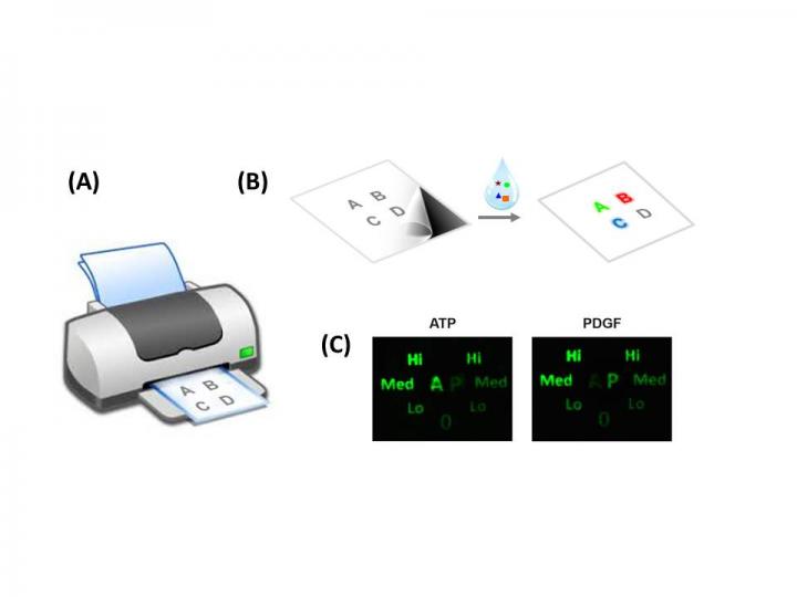 Patterned Paper is Used to Detect Infectious Disease, Food Contaminants