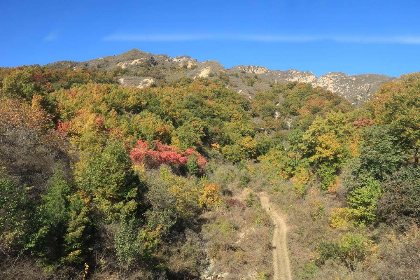 Trees on the Windward Edge of a Valley