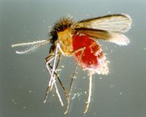 Phlebotomine Sand Fly