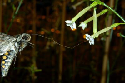 <i>Manduca sexta</i>