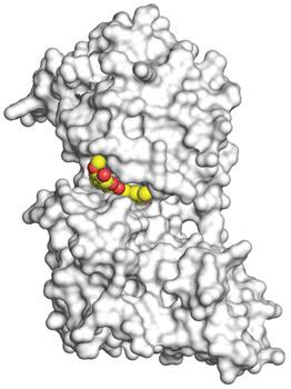 3D Crystallography, Curcumin University of California San Diego School of Medicine