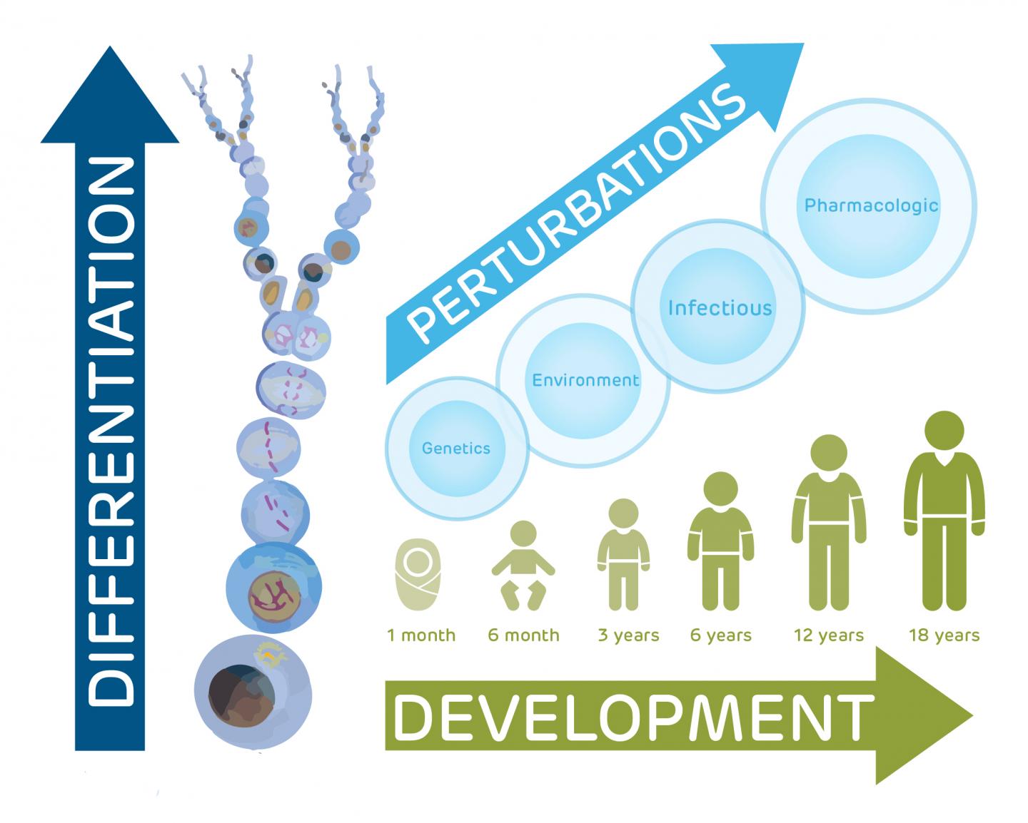 PCA: Cellular Basis of Normal and Abnormal Development