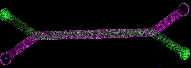 First Blood Brain Barrier Chip Developed Using Stem Cells