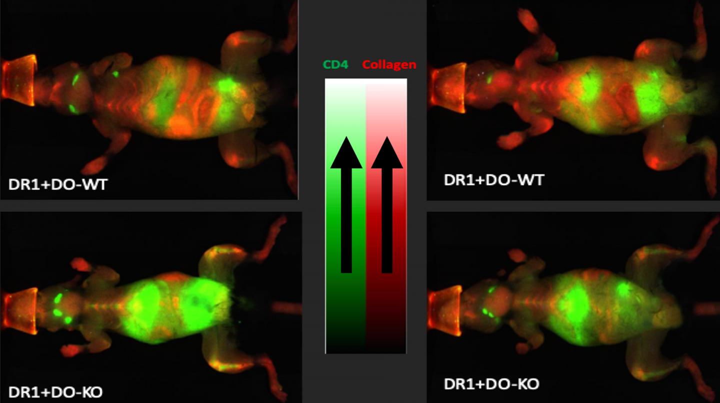 Fluorescent Radiography Images