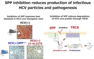 SPP Inhibition