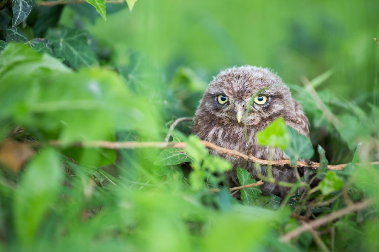 Little Owls On The Move
