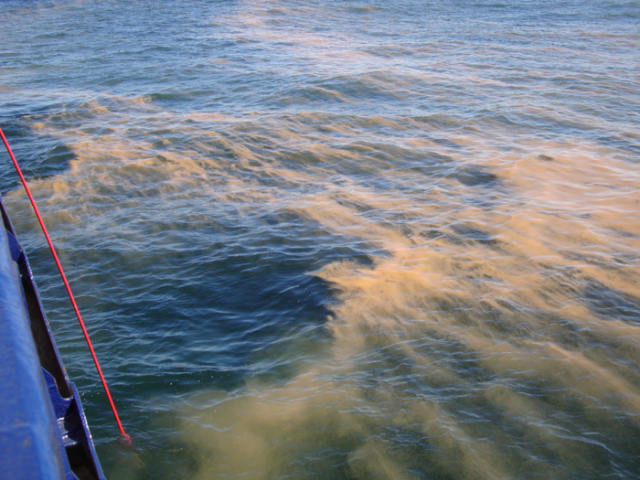 phytoplankton bloom