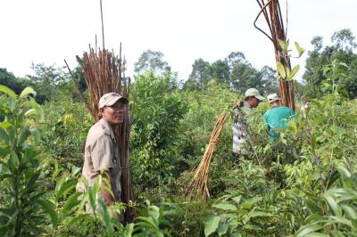 Rattan Harvest