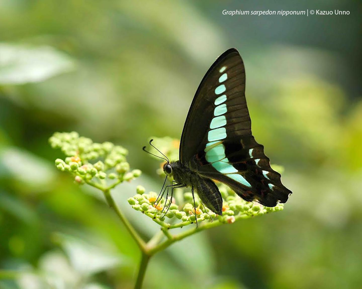 Common Bluebottle (2 of 3)