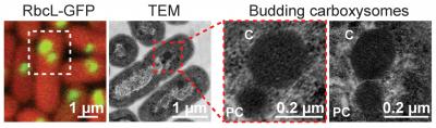 Assembling the Carboxysome