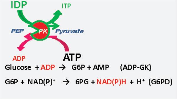 Development of an Enzymatic Cycling Method Using Pyruvate Kinase