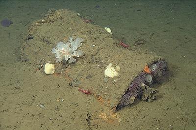 55-Gallon Drum on Seafloor in Santa Cruz Basin