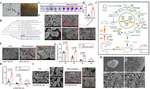 PHB – scaffold for probiotic biofilm formation