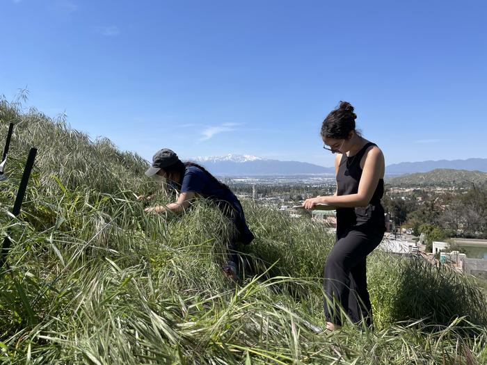 Students sampling plants