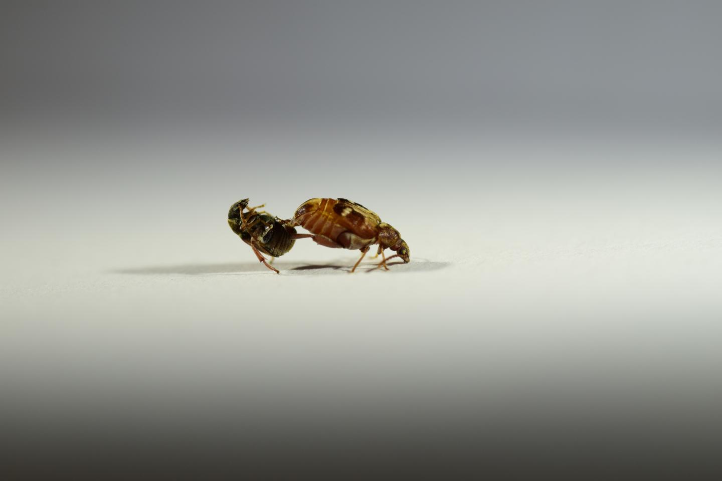 <em>Callosobruchus maculatus</em> Male Rejected