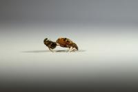 <em>Callosobruchus maculatus</em> Male Rejected