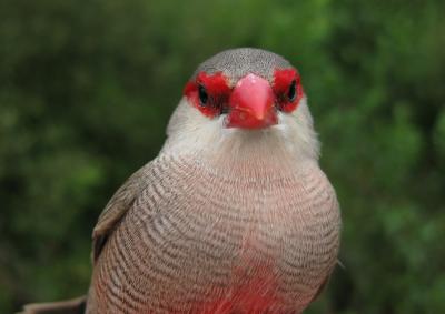 Male Common Waxbill (<I>Estrilda astrild</I>)