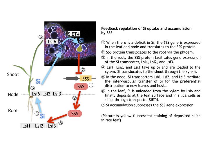 Shoot-Silicon-Signal is a key protein involved in root silicon uptake and shoot silicon accumulation