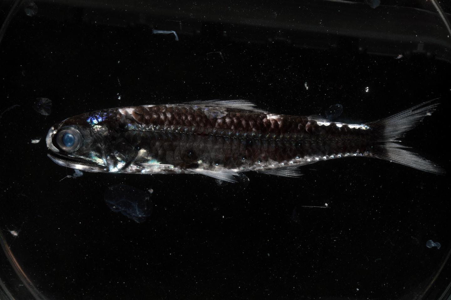 A Member of the Lanternfish Family, Myctophidae