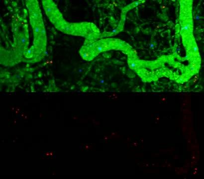 Ferrari/Shen <i>Nature Biotechnology</i> paper-Timelapse Video