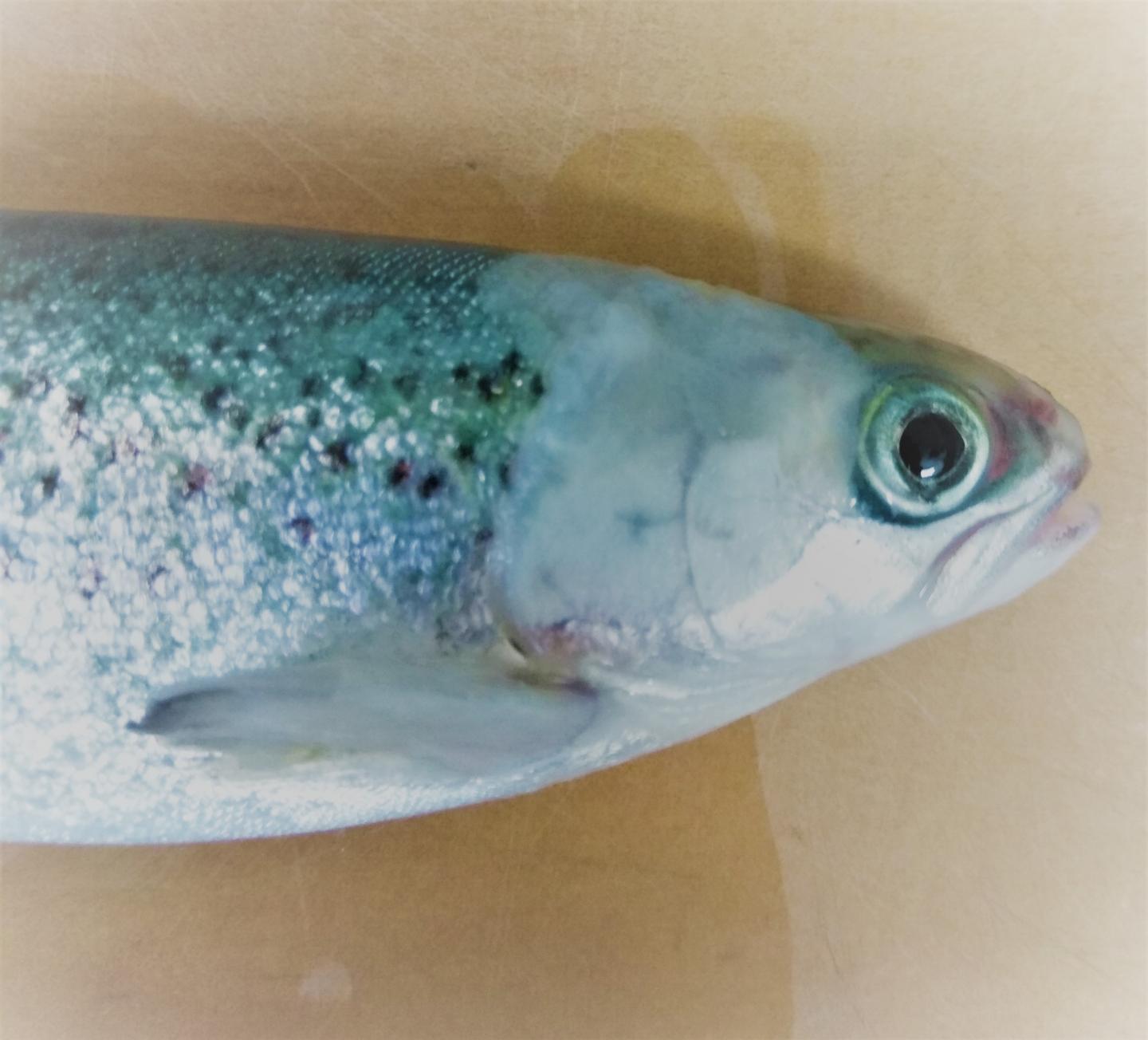 Salmon Parr (<i>Salmo salar</i>).