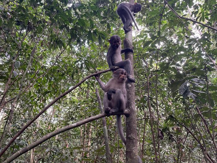 Mangabeys in a tree